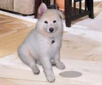 How to Remove Stubborn Stains from Your Carpet: A Comprehensive Guide