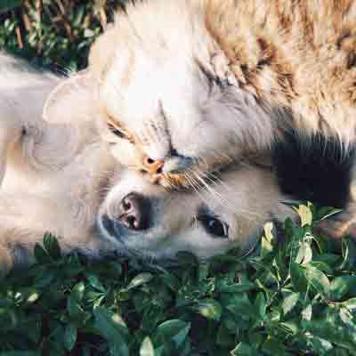 What is the best carpet cleaning solution for pet owners?